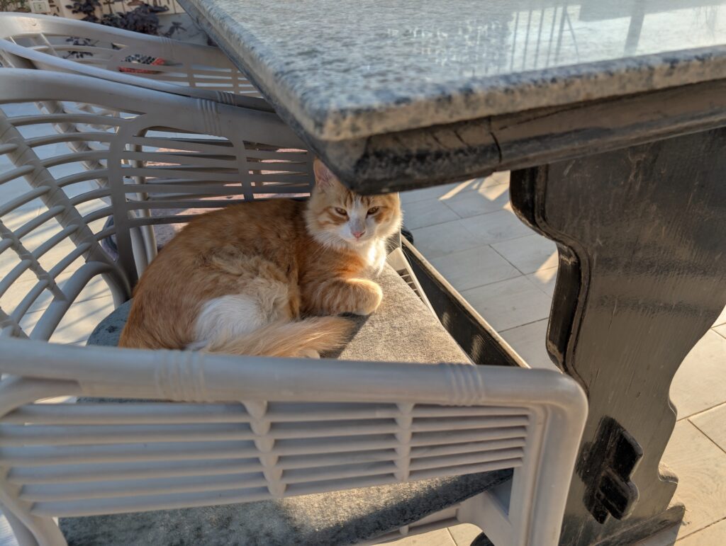 エジプトのネコさん