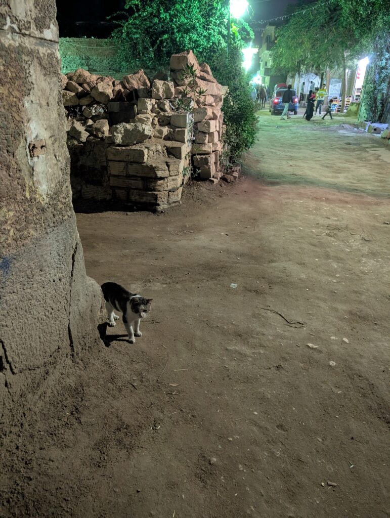 ギザのネコさん