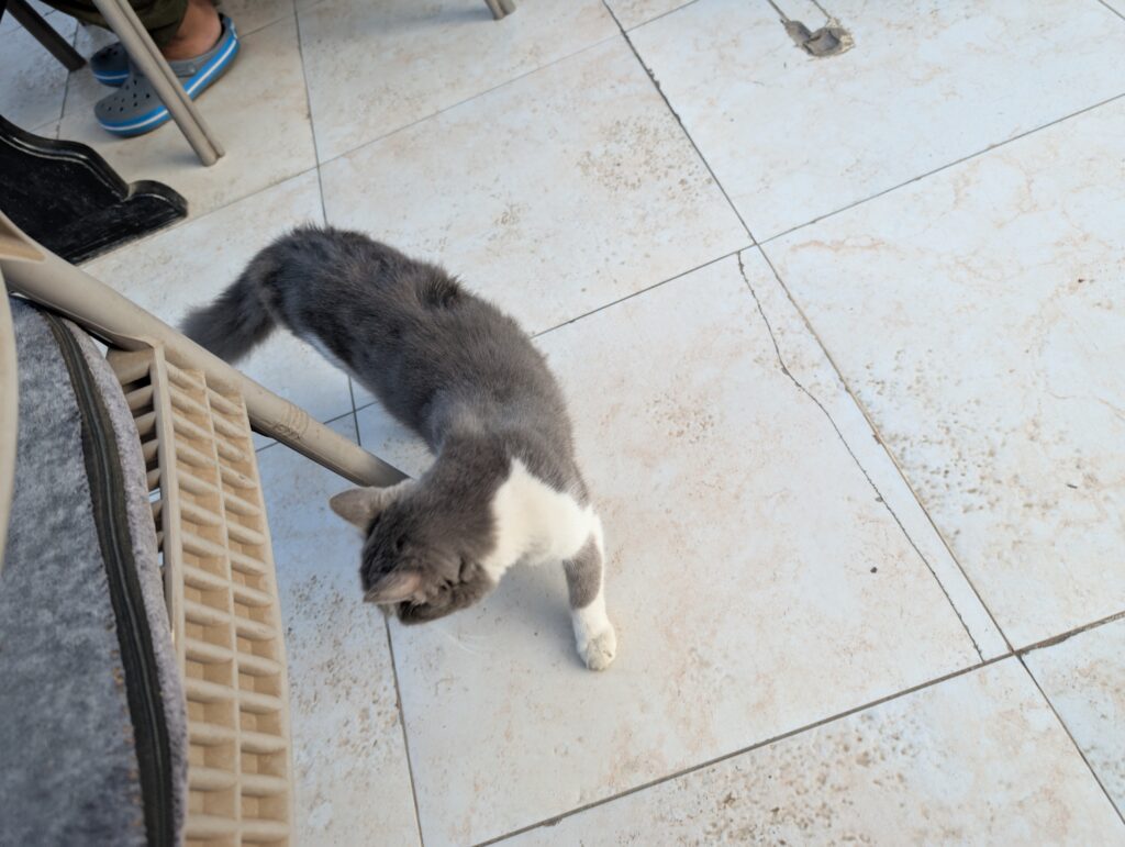 ギザの宿のネコさん