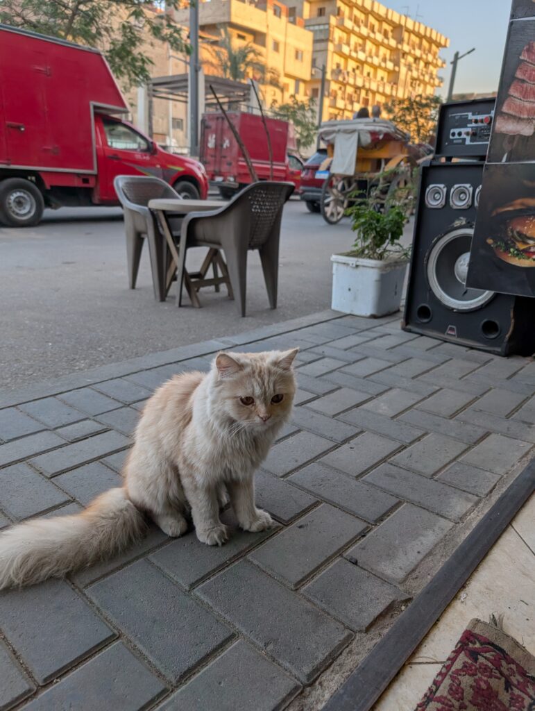 レストランの前にいたネコさん