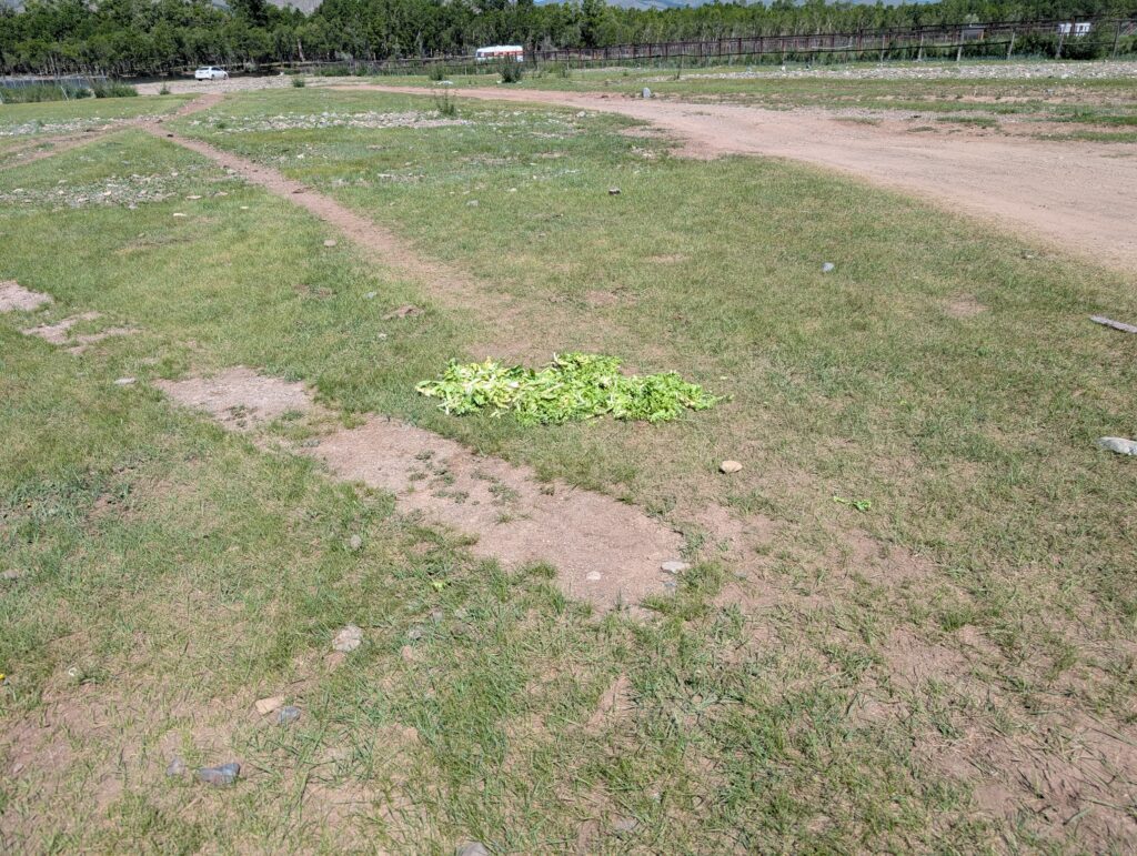 モンゴルの草原へばらまかれた野菜