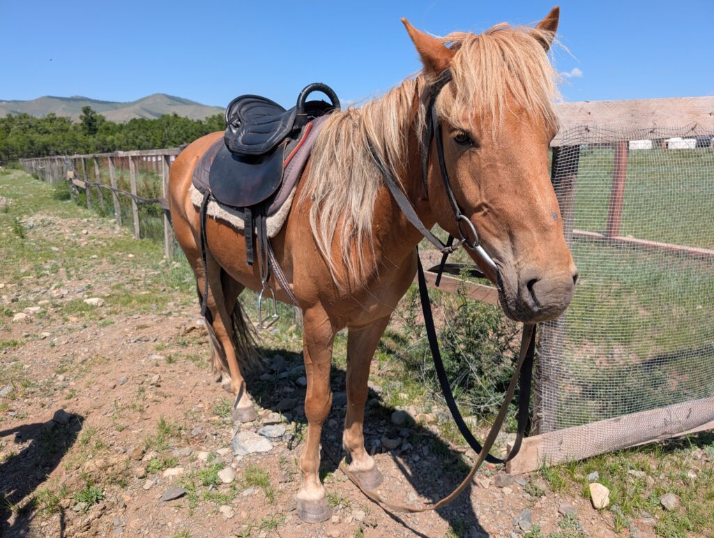 モンゴルの草原で乗馬体験