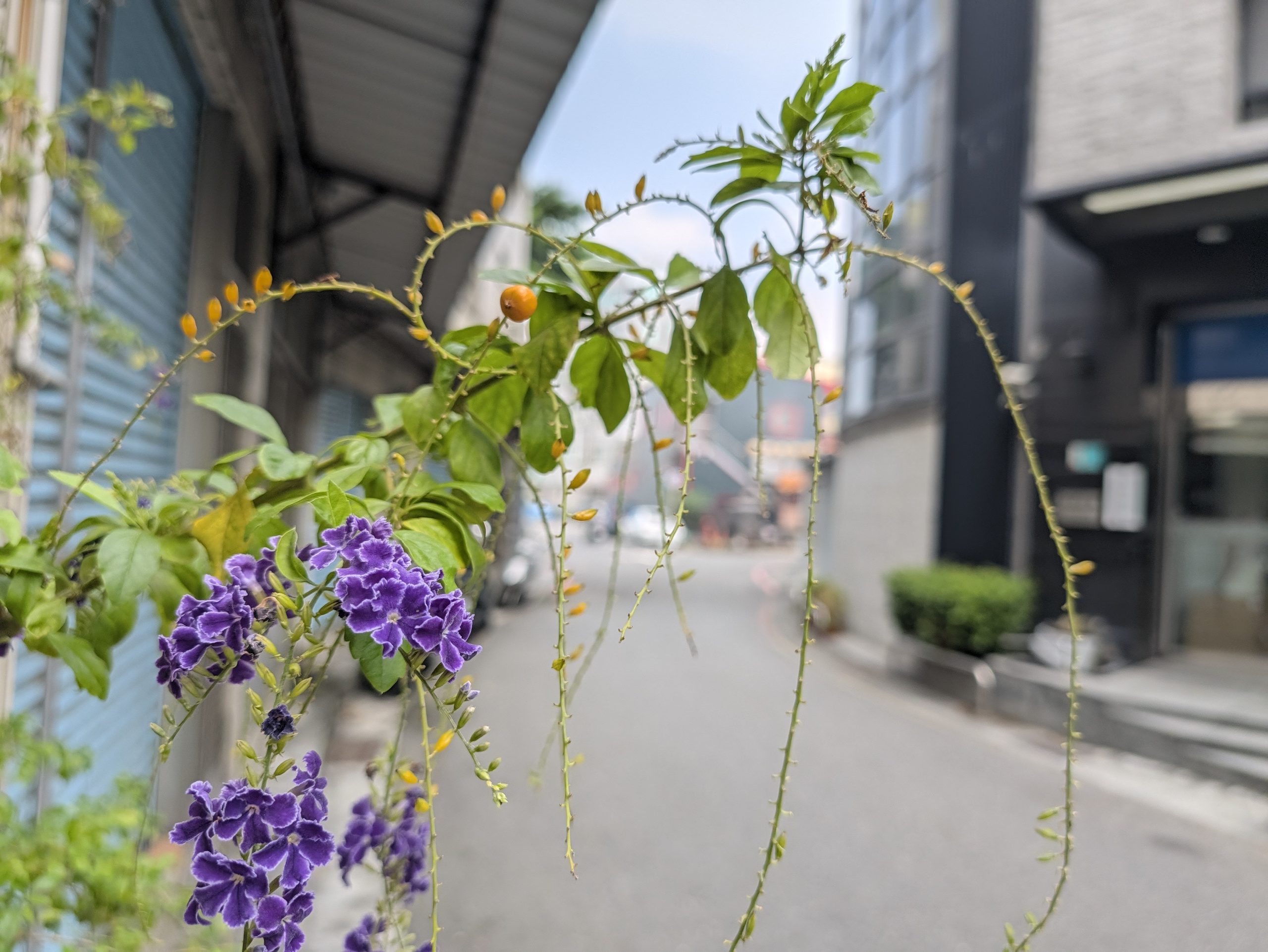 旧来発餅舗から無名豆花へ向かう途中に咲いてた紫の花